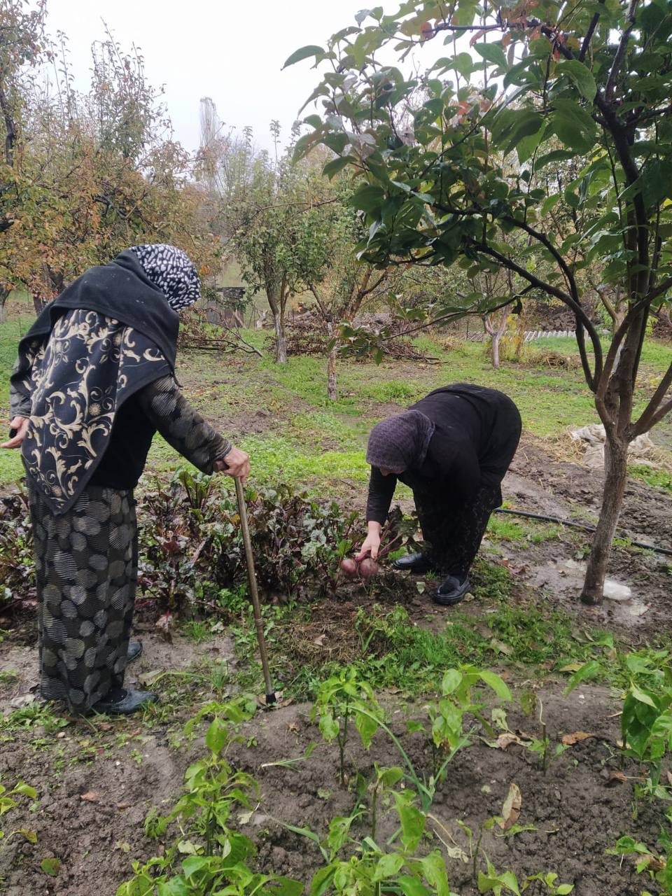 Оказывает социально-бытовые услуги.